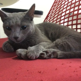 穏やかな性格のロシアンブルーの女の子です！