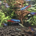 熱帯魚です