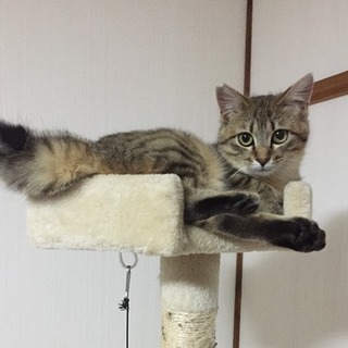ミク　　　１歳くらいの女の子