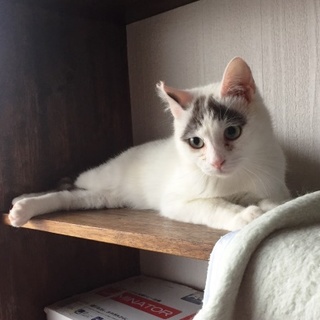 コロン　　　１歳くらいの男の子