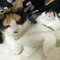 猫2匹募集