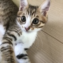 美形の男の子★生後2ヶ月ひめちかくん
