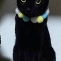 愉快な黒猫♪ルーディー　５歳～トライアル準備中