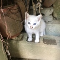 白猫ちゃん