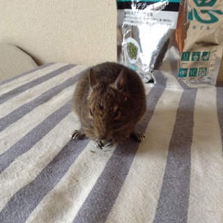 アグーチ柄のおとなしいデグーです