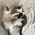 ４匹の子猫の募集 　 　