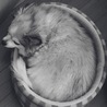 の写真