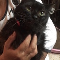 人馴れ抜群抜群!長毛オトナねこ