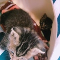 急遽！まだ生後2週間の子猫
