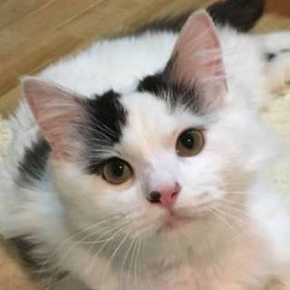 【5/20東日本橋】長毛の超甘えん坊♡こんぶくん