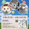 【5/20東日本橋】長毛の超甘えん坊♡こんぶくん サムネイル7