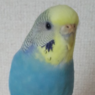 ありがとうございました