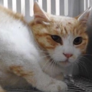 動物愛護団体様が引き出して下さいました。