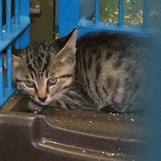 時間がありません！2ヶ月くらいの仔猫です。