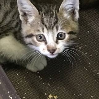 まだ仔猫です、助けて下さい！