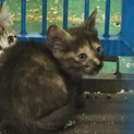 2ヶ月くらいのサビ猫ちゃん！時間がありません！