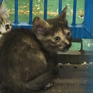 2ヶ月くらいのサビ猫ちゃん！時間がありません！
