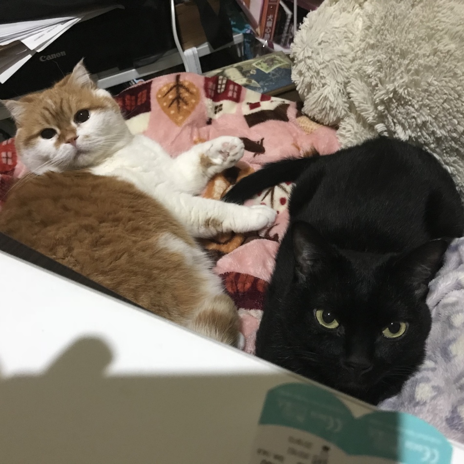 レモンのカバー写真