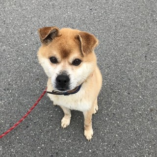 真ん丸の目が愛らしいキョロ助(仮名)君