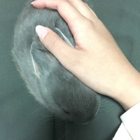 すす
