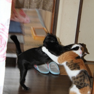 イッチニサンシ　ニィニィサンシッ！！