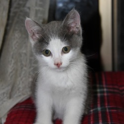 二匹とも里親さんのもとで幸せあれ！！