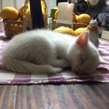 白猫2匹 1ヶ月半 メス 里親募集！