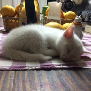白猫2匹 1ヶ月半 メス 里親募集！