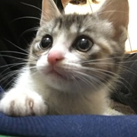 生後半年にならない子猫