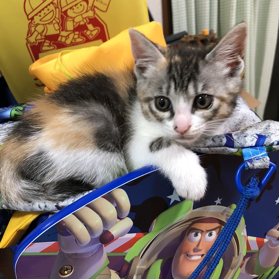 生後半年にならない子猫のカバー写真