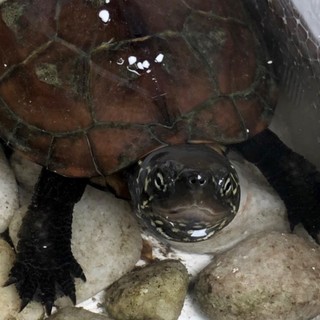 クサガメ（甲長約6.5cm）の里親さん募集！！