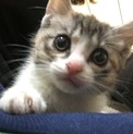 半年にならない子猫