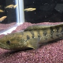 スネークヘッド コウタイです！