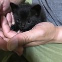子猫の里親募集(๑･̑◡･̑๑)
