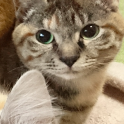 「無事に、避妊手術終了。」サムネイル3