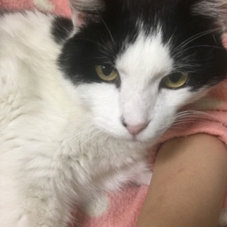 モフモフで甘えんぼでビビりさん 