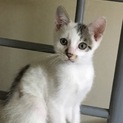 生後2ヶ月半の子猫です