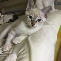 生後2ヶ月半の子猫です