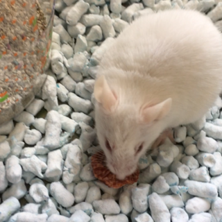 ファンシーマウス/ホワイトマウス