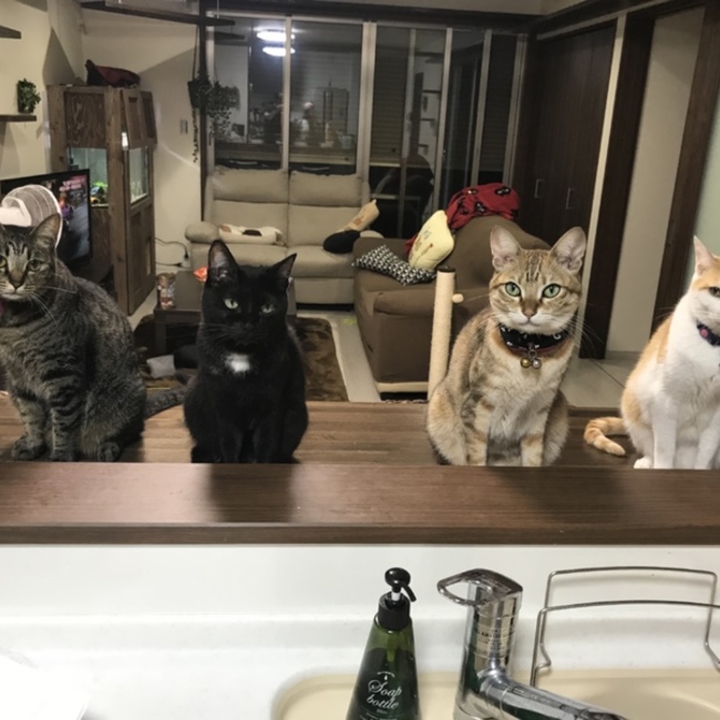 とらじィのカバー写真