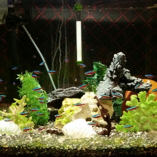 熱帯魚(水槽セット含む)