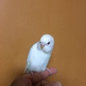 手乗り セキセイインコ