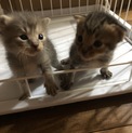 子猫の里親を探しています。