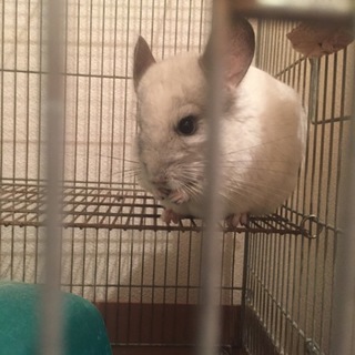 チンチラ（白色）3歳 里親募集