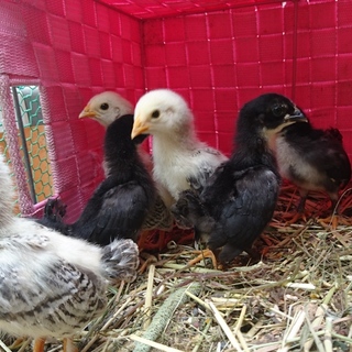 ♡素敵な里親様達ありがとうございました♡