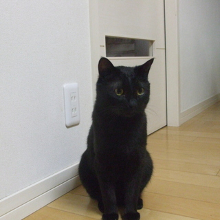 ぼくはとても甘えっ子！ いつも一緒にいてください。