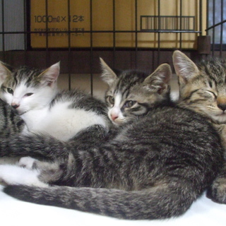 ある日母猫が子猫を率いてやってきました！