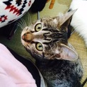 2歳メスのキジトラ 里親急募集中です！