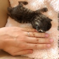 緊急！ゴミ袋に入れて捨てられた子猫