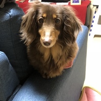 さくら